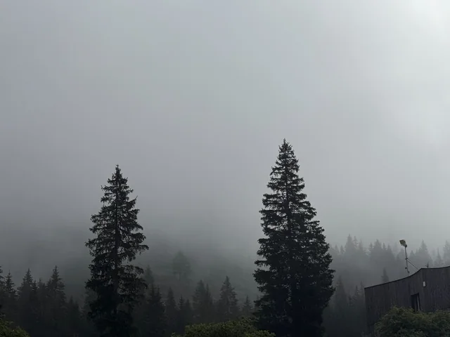 Nadelbäume und eine Holzhütte im Nebel